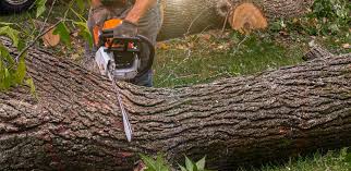 Elverta, CA Tree Care Company
