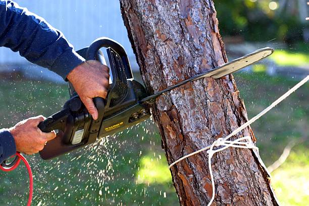 How Our Tree Care Process Works  in  Elverta, CA